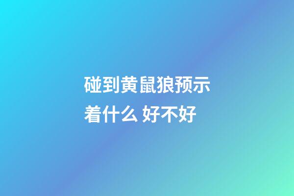 碰到黄鼠狼预示着什么 好不好
